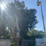 Tree Removals