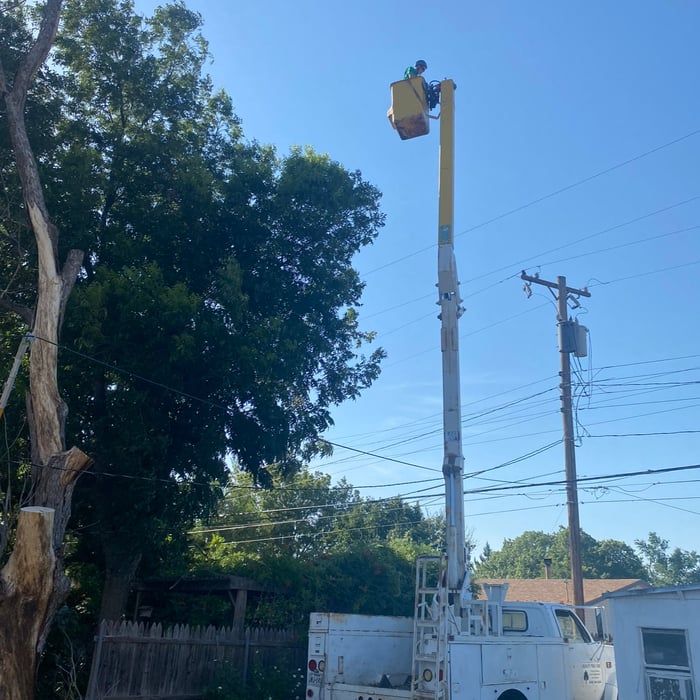 Tree Removals