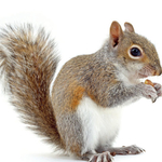 Wildlife Experts