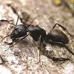 Great Guarantees on Ants
