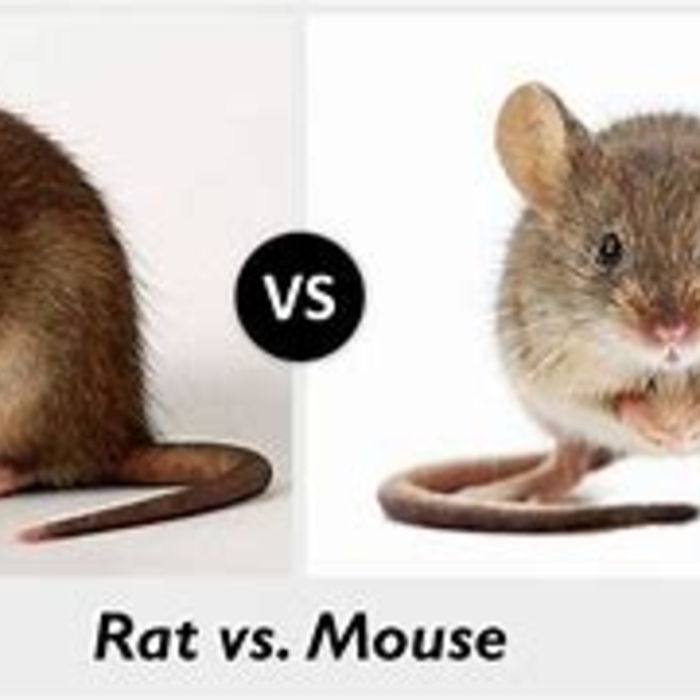 Rodent Control