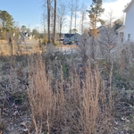 Yard Cleanup