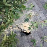 Tree removal from storm