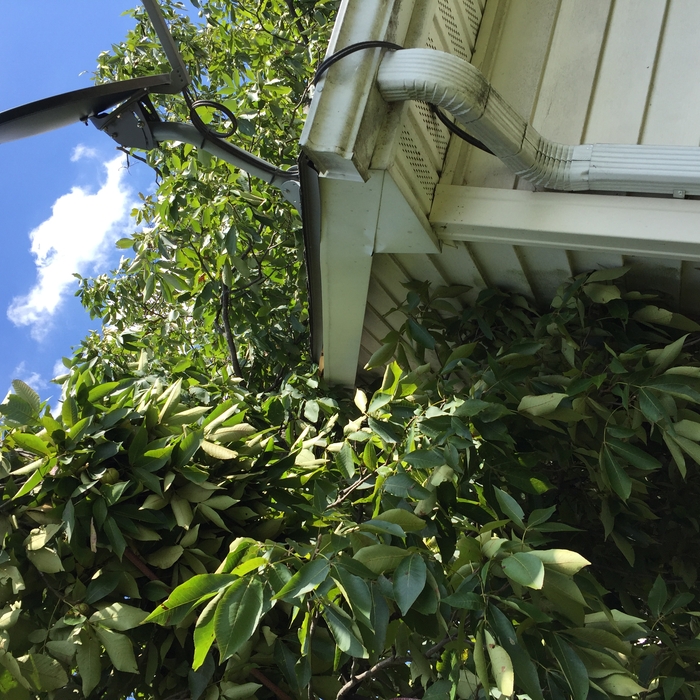 Tree removal from storm