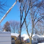 Tree Removal