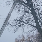 Tree Removal