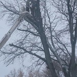 Tree Removal