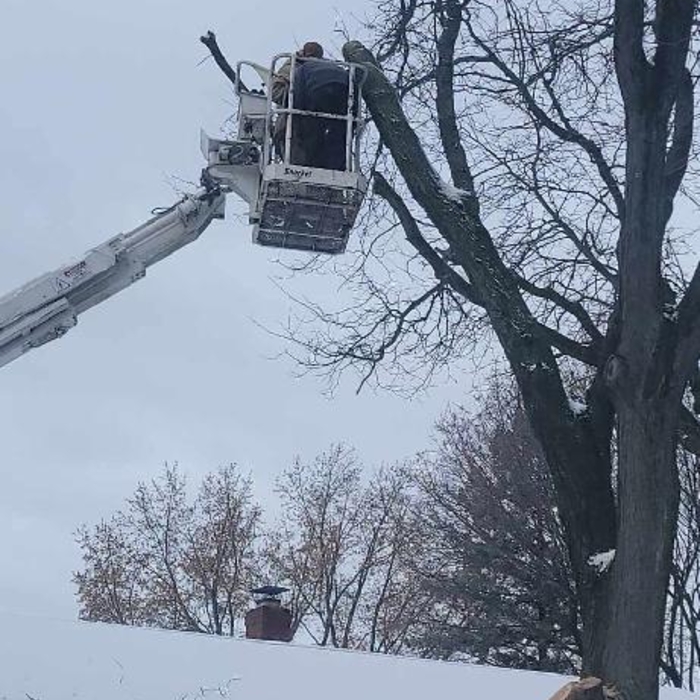 Tree Removal
