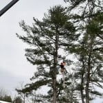 Tree Work