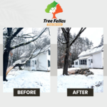 Tree Work