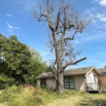 Tree job