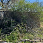 Tree job