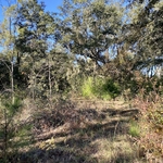 Before Clearing with Forestry Mulcher