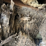 Reframing and Siding