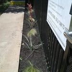 Landscpe Project