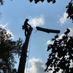 Tree Removals