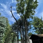 Tree Removals