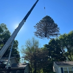 Crane tree removal