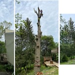 Tree Removals