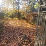 Backyard before