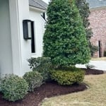 Landscaping Trees
