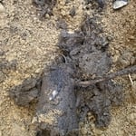 Root blockage in outside storm drain