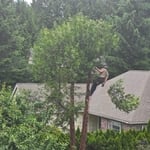 Trimming and Removals