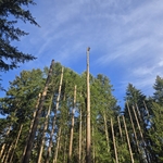 Trimming and Removals
