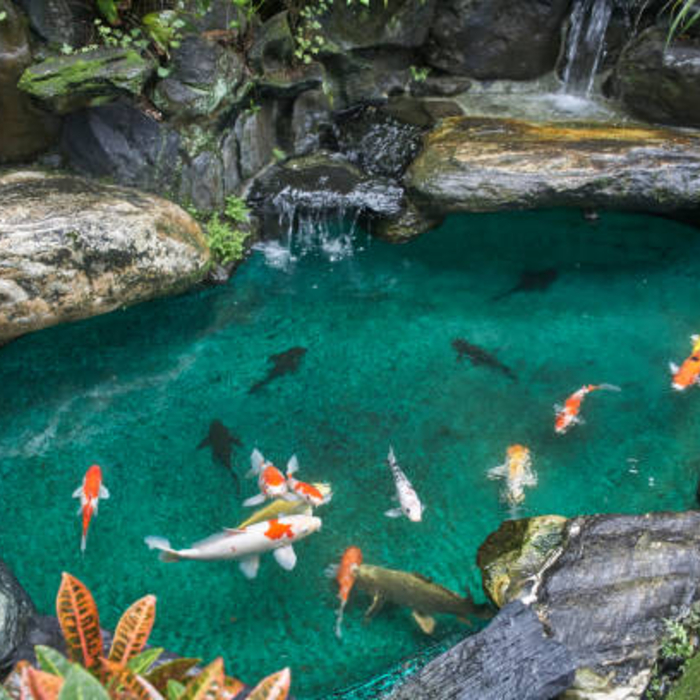 Aquatic paradise