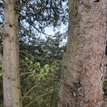 Two Main Stems Cabled to Prevent Splitting