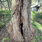 This is after it was brought back upright