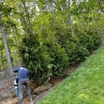 Tree planting