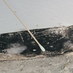 Mold Testing
