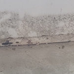 Mold Testing
