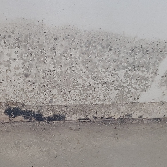 Mold Testing