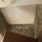 Mold Inspection