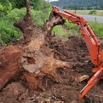 Big Fir root ball
