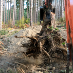 Big Root Ball