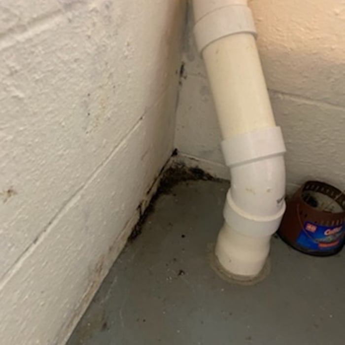 Mold Removal Examples