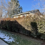 Large shrubs trimmed