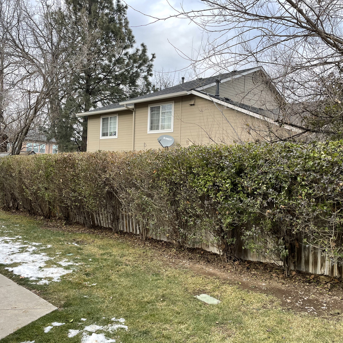 Large shrubs trimmed