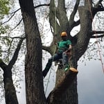 Mid Climb