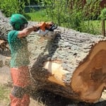 Bucking the log