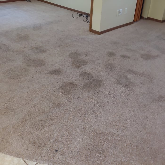 Pet Spots?