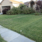Mendoza Lawn Care Service
