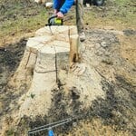 54in stump