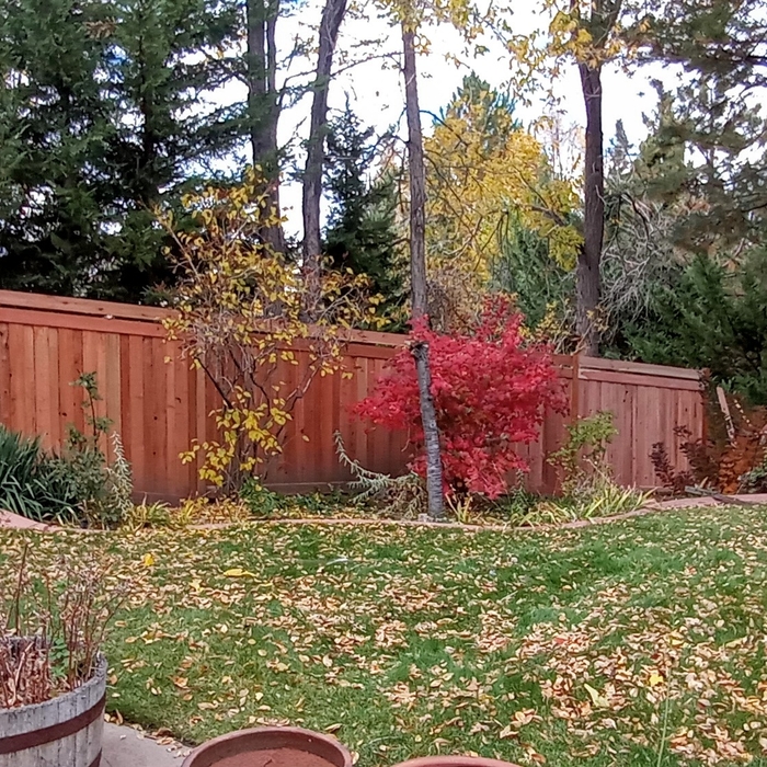 7' Redwood Privacy fence
