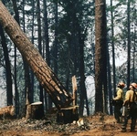 Hazard Tree