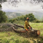 Residential Tree Work