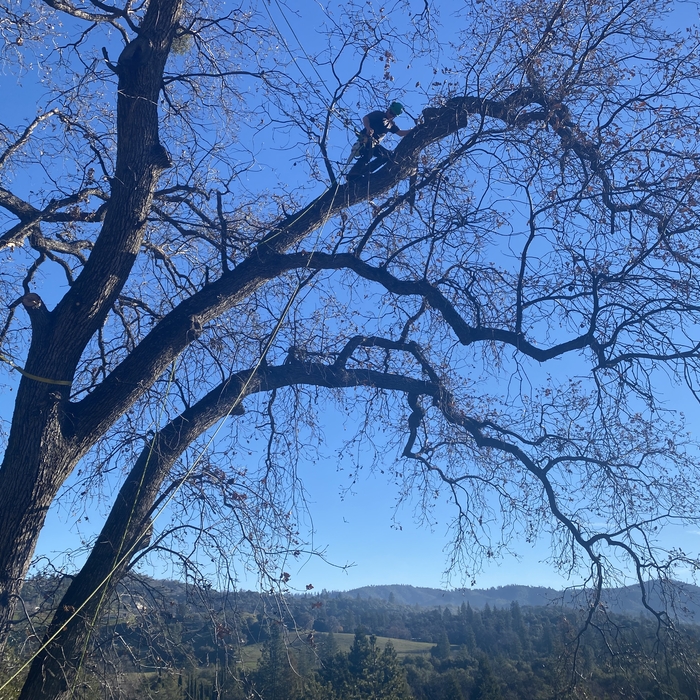Large Valley Oak Removal